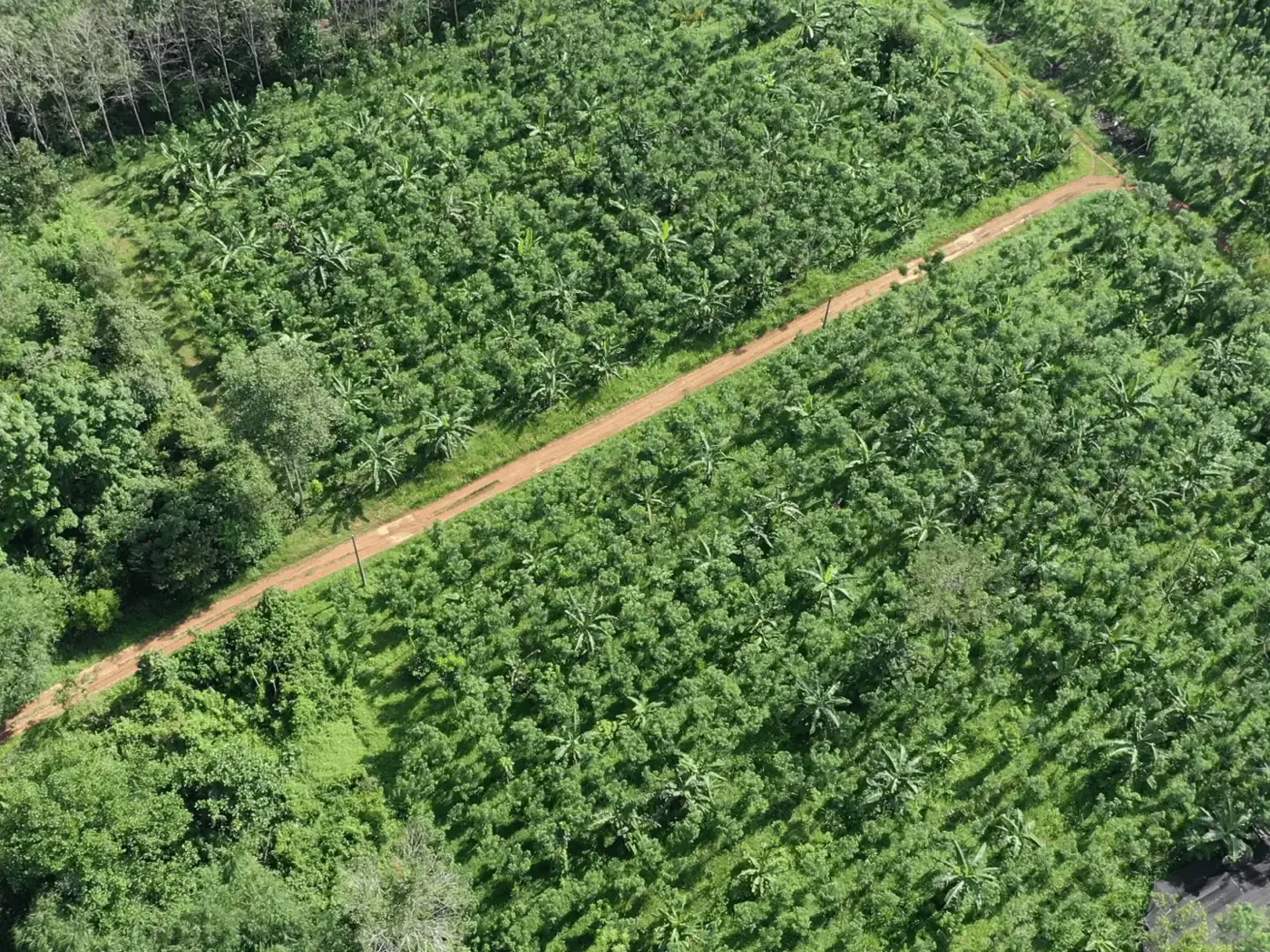 Aerial view of a Kelekak agroforestry demofarm—pepper interplanted with banana and timber trees in legible rows, bordered by standing forest