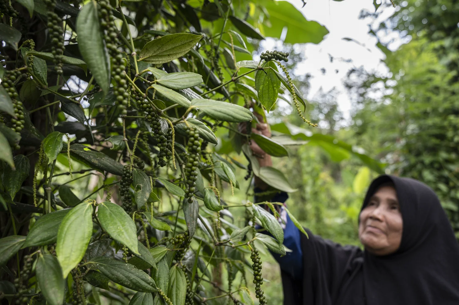 A farmer inspecting clusters of fresh green pepper growing at a demonstration plot