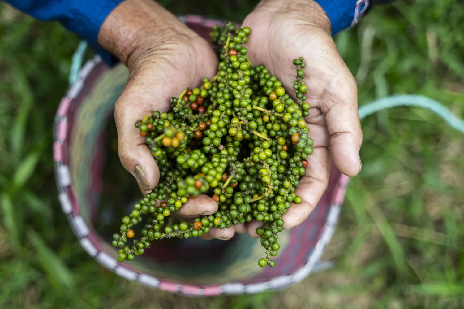 A pepper farmer holding a freshly harvested crop in both hands