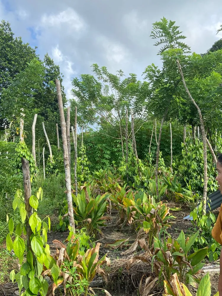 A young tree planted in a field as part of a restoration activity