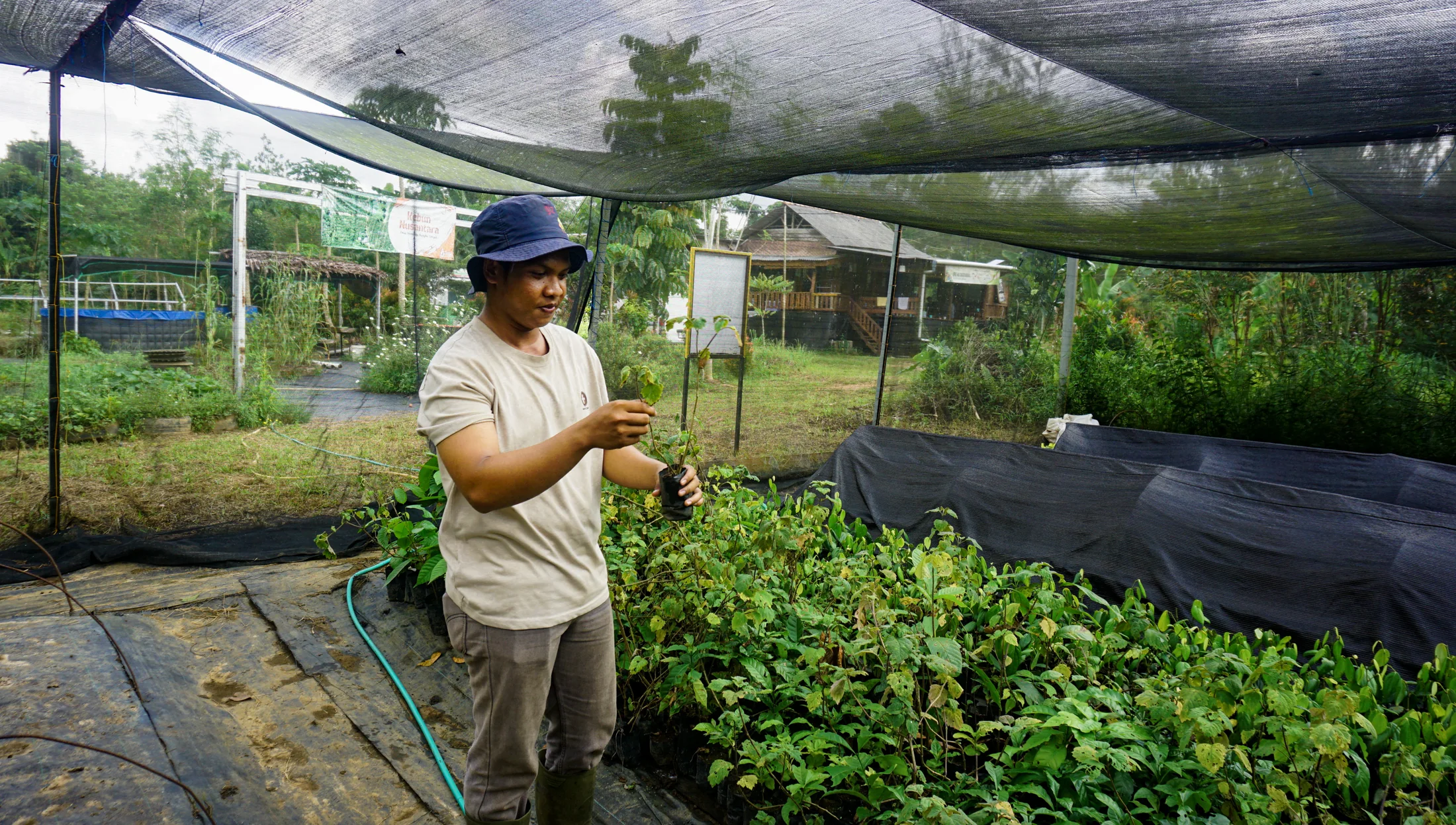 Young seedlings growing in a shaded nursery