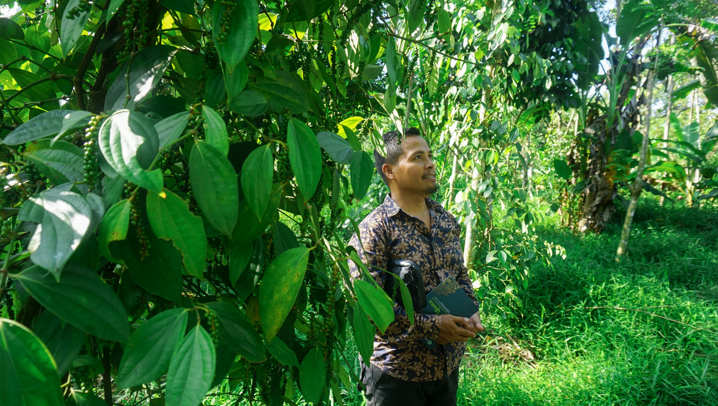 A field facilitator examining pepper vines in a diverse agroforestry garden