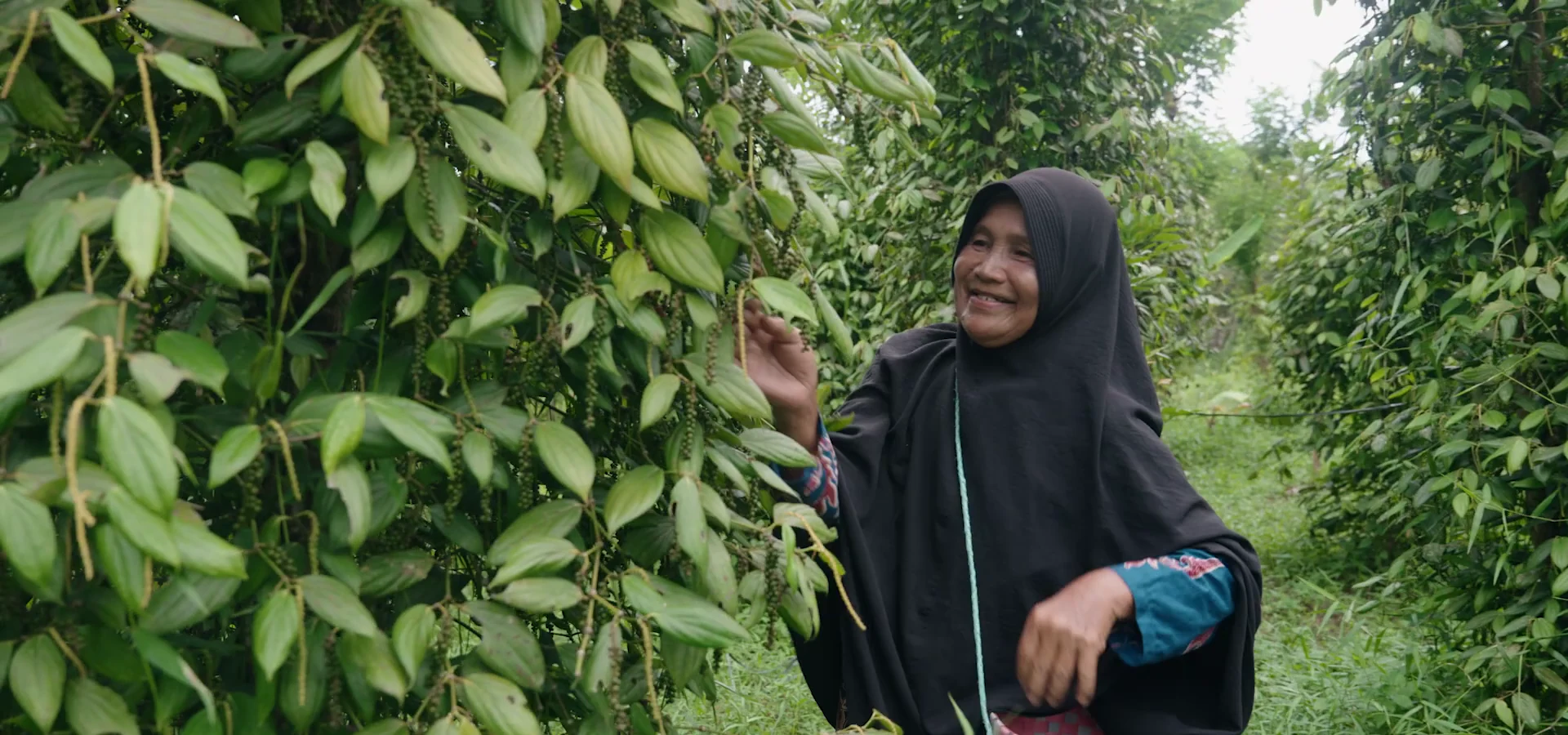 Pepper farmer Sapauni smiling as she harvests pepper in Bangka Belitung, Indonesia